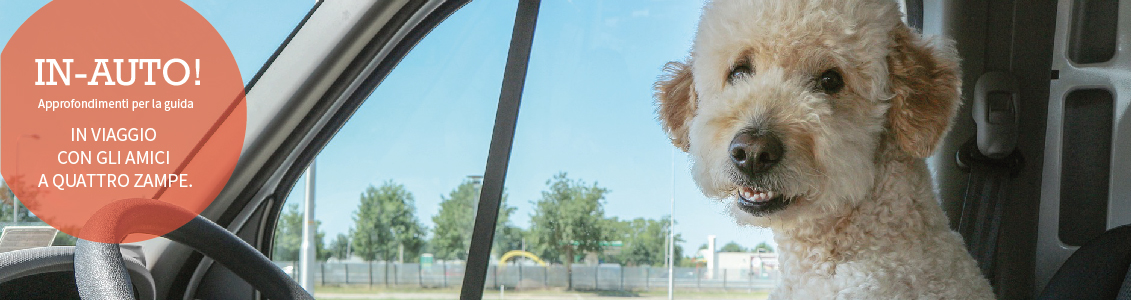 In viaggio con gli amici a 4 zampe